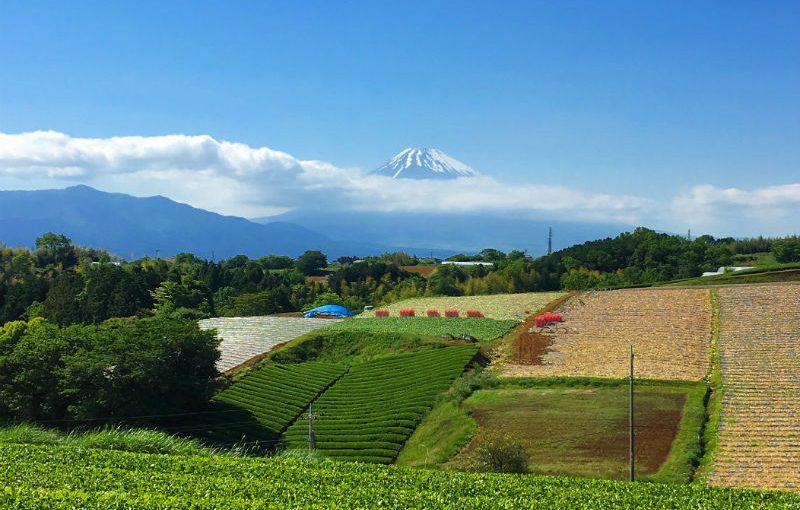 富士山を見渡す広大な畑が美しい「落合ハーブ園」